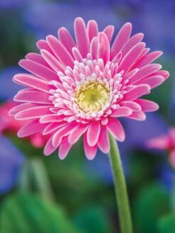 Gerbera, Garvinea Sweet Memories -Organic Plants Sales 9d0f2a7e73b793f54532fdbe39c44afddaf2c3f69b8bdec342a1e3a56ef84f52 1