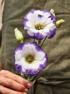 Lisianthus, Balboa Blue Rim -Organic Plants Sales 9fdc526a85c2c6e3befaaaeb9efb7493e88feb4da56ae18af5fe0de24ea039e2 1