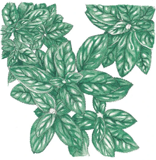 Organic Basil, Genovese (1/4 Lb) -Organic Plants Sales SNV5010 a