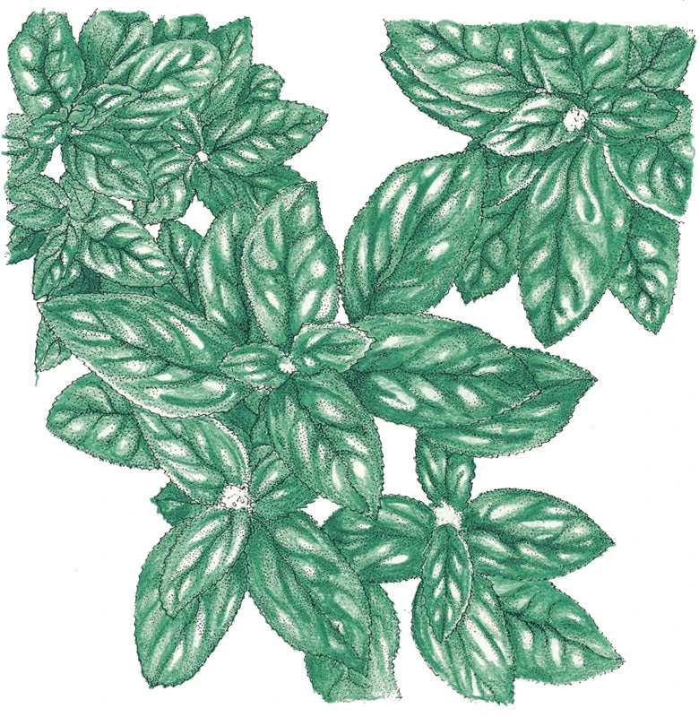 Organic Basil, Genovese (1/4 Lb) 1 Organic Basil, Genovese (1/4 Lb)