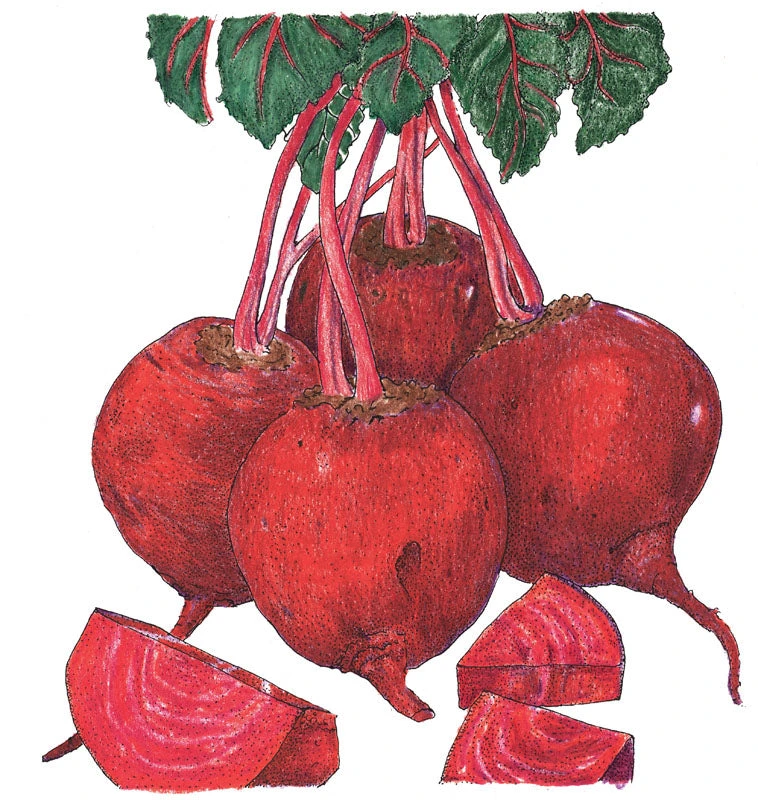 Detroit Dark Red Beet Seeds (Organic) 2 Detroit Dark Red Beet Seeds (Organic) - Image 2