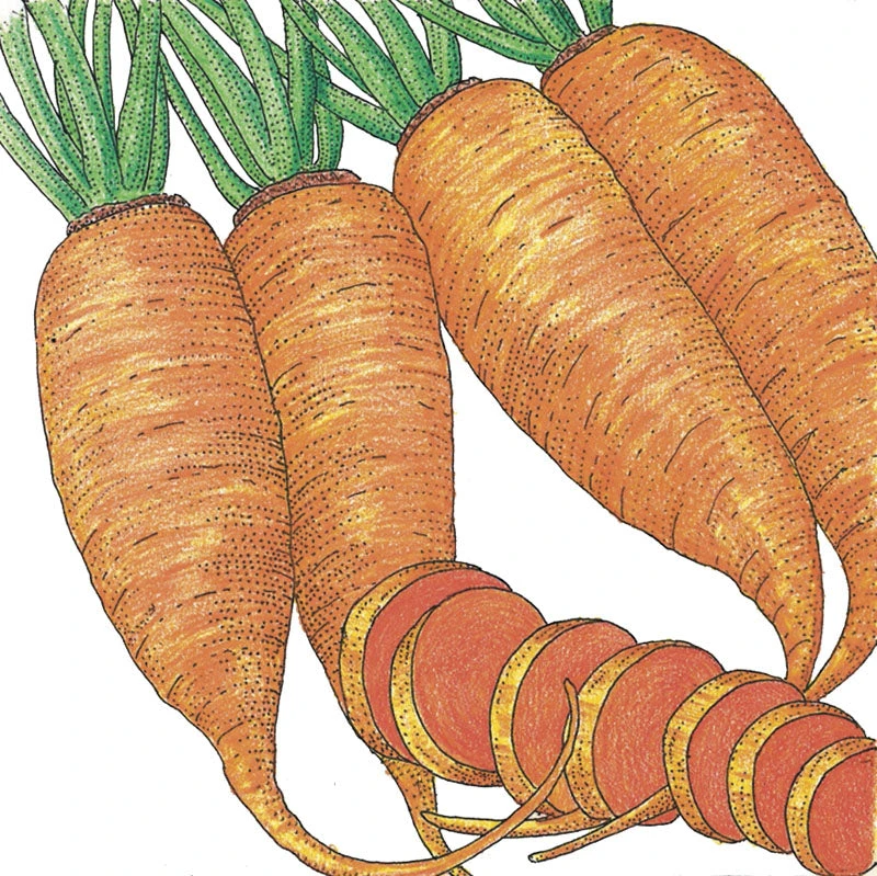 Chantenay Carrot Seeds (Organic) 2 Chantenay Carrot Seeds (Organic) - Image 2