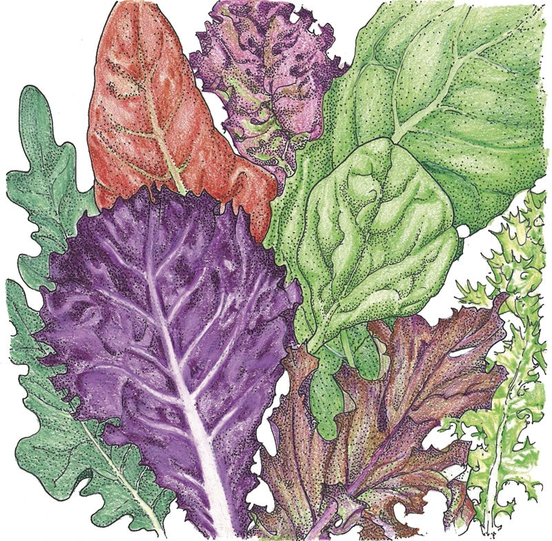Gourmet Mix Lettuce Seeds (Organic) 2 Gourmet Mix Lettuce Seeds (Organic) - Image 2