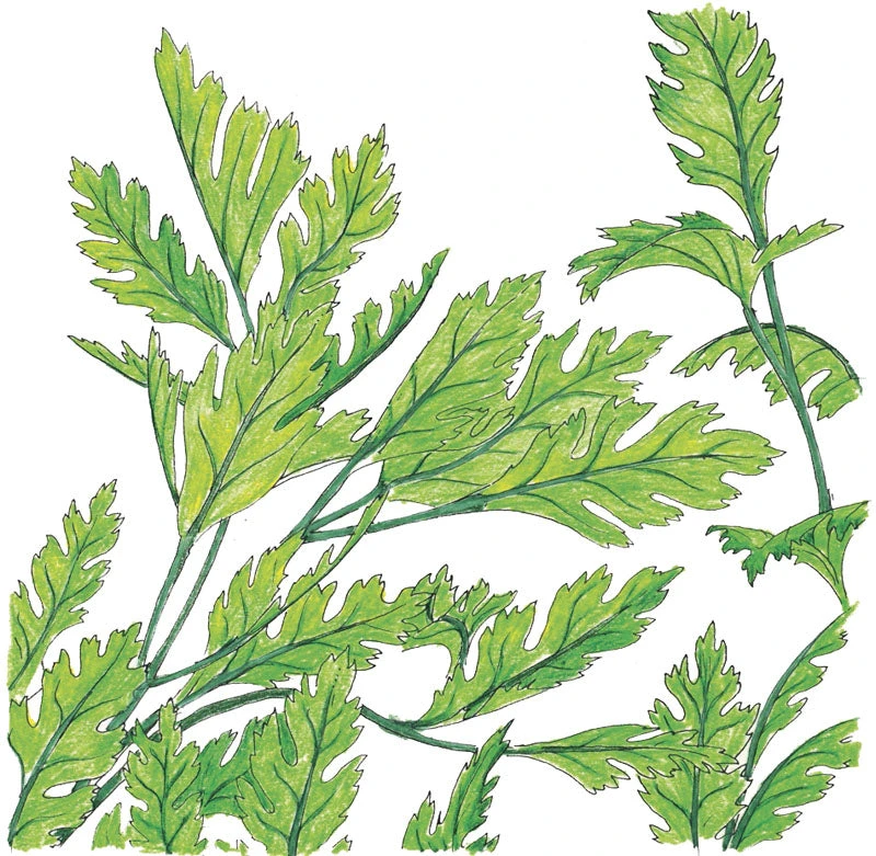 Organic Parsley, Italian 2 Organic Parsley, Italian - Image 2