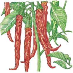 Hot Cayenne Slim Pepper Seeds (Organic) -Organic Plants Sales SNV8119 a