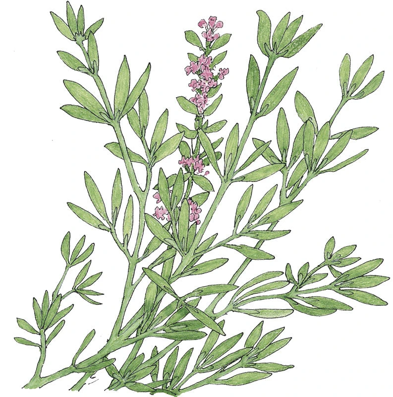 Organic Thyme, English 2 Organic Thyme, English - Image 2