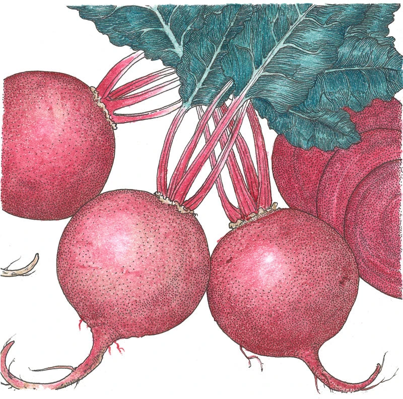 Green Top Bunching Beet Seeds (Organic) 2 Green Top Bunching Beet Seeds (Organic) - Image 2