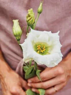 Lisianthus, Cream White -Organic Plants Sales a9e08dacfa0072466bfd3b5cfc5db62717780c9b95ed086e6922ed4385ca0e41 1