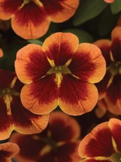 Calibrachoa, Bumble Bee Orange