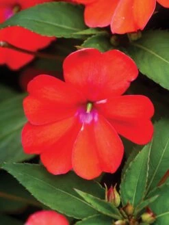 Impatiens, SunPatiens Vigorous Corona