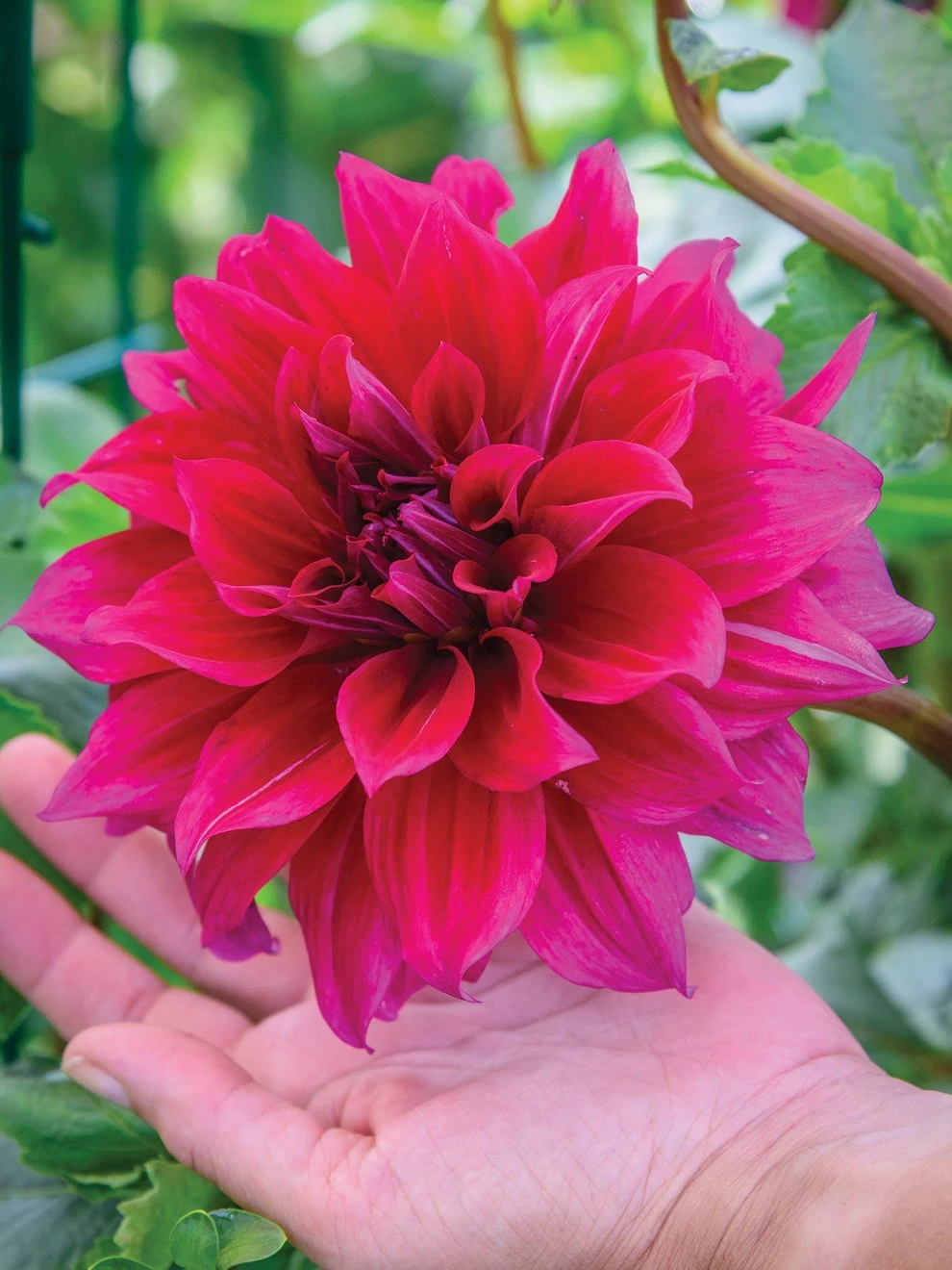 Dahlia, Babylon Purple 2 Dahlia, Babylon Purple - Image 2