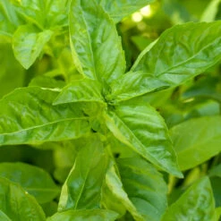 Organic Basil, Sweet (pack) -Organic Plants Sales basil a