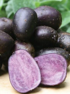 Potato, Purple Majesty