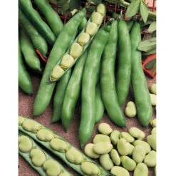 Broad Windsor Fava Bean Seeds (Organic) -Organic Plants Sales bean fave