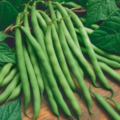 Provider Bush Bean Seeds (Organic) -Organic Plants Sales bean provider