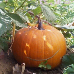 Organic Pumpkin, Big Max (1/4 Lb) -Organic Plants Sales big max