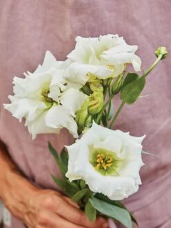 Lisianthus, Cream White -Organic Plants Sales c374bdf0c9c020306bfc8fad2cfce1f37494388473cba44120b993d47cc186e0 1