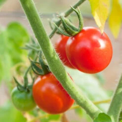 Chadwick Cherry Tomato Seeds (Organic) -Organic Plants Sales chadwick 2 11