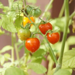 Chadwick Cherry Tomato Seeds (Organic) -Organic Plants Sales chadwick cherry 1