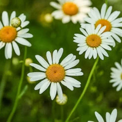 Organic Chamomile -Organic Plants Sales chamomile picture 1