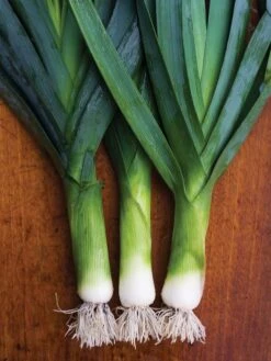 Leek, Lancelot 3 Leek, Lancelot -Organic Plants Sales db740c6c797e7dd39b65b70c52c0bdb1ef8531fd3f169bd80607d7edf4484488 1