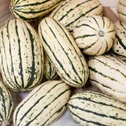 Delicata Winter Squash Seeds (Organic) -Organic Plants Sales delicata a 1