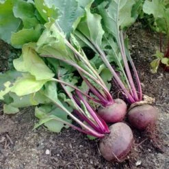 Detroit Dark Red Beet Seeds (Organic) 5 Detroit Dark Red Beet Seeds (Organic) -Organic Plants Sales detroit dark red 1