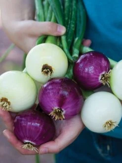 Onion, Intermediate Day Collection -Organic Plants Sales e5e1b30beb1fa49457a3fcfdc90dfab3f062b57405d3b0e663ee16fd765b2311 1
