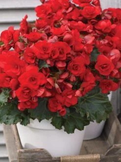 Begonia, Vermillion Red