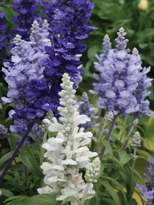 Salvia, Cathedral Series 3 Salvia, Cathedral Series - Image 3