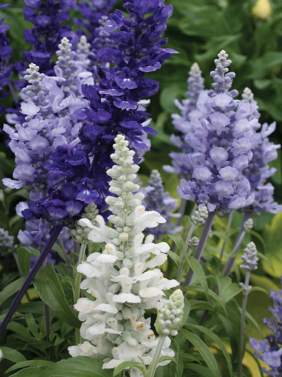 Salvia, Cathedral Series 1 Salvia, Cathedral Series