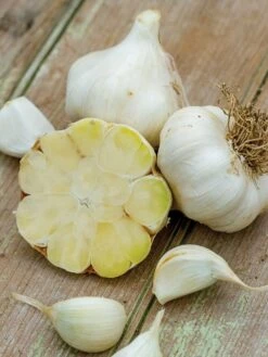 Garlic, Transylvania