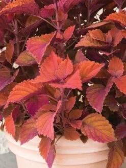 Coleus, Inferno -Organic Plants Sales f232abd8266c28d9828448e8523eaaf431d5c63b055931ff8879c91cde2184ae