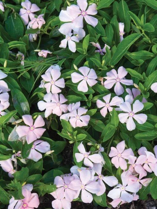 Trailing Vinca, Peach -Organic Plants Sales f6c121df605b182461a52915e20338b95585c0fe68dab033f1c5ddfe824f28cd