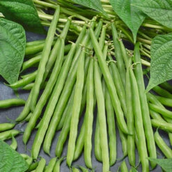 French Garden Bean Seeds (Organic) -Organic Plants Sales french bean 1