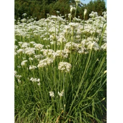 Organic Chives, Garlic -Organic Plants Sales garlic chives web