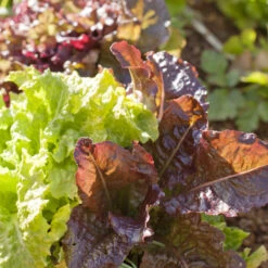 Gourmet Mix Lettuce Seeds (Organic) 5 Gourmet Mix Lettuce Seeds (Organic) -Organic Plants Sales gourmet lettuce a