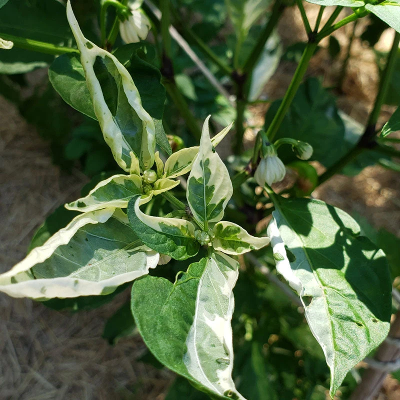 Hot Fish Pepper Seeds (Organic) 2 Hot Fish Pepper Seeds (Organic) - Image 2