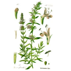 Strictly Medicinal Organic Hyssop, Official -Organic Plants Sales hyssopus officinalis0