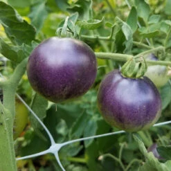 Indigo Apple Tomato Seeds (Organic) 5 Indigo Apple Tomato Seeds (Organic) -Organic Plants Sales indigo apple web