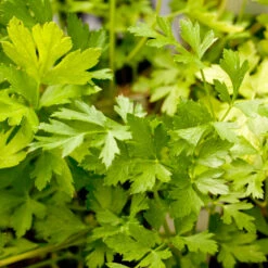 Organic Parsley, Italian 5 Organic Parsley, Italian -Organic Plants Sales italian a 1