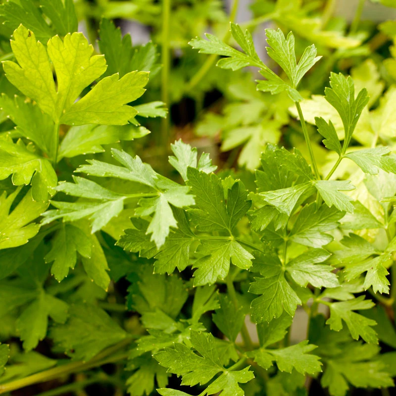 Organic Parsley, Italian 3 Organic Parsley, Italian - Image 3