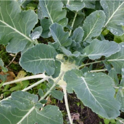 Organic Plants Sales -Organic Plants Sales kohlrabi 1