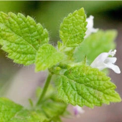 Organic Lemon Balm 5 Organic Lemon Balm -Organic Plants Sales lemon balm att jess 1