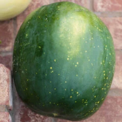 Moon & Stars Watermelon Seeds (Organic) -Organic Plants Sales moon stars 0001 1