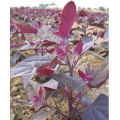 Red Orach Seeds (Organic) 7 Red Orach Seeds (Organic) -Organic Plants Sales orach ruby 2 1