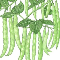 Organic Bean, Pole Italian Snap (1/2 Lb)