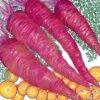 Organic Carrot, Dragon (1 Oz)