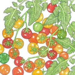 Organic Cherry Tomato, Bi-color (1 Oz)