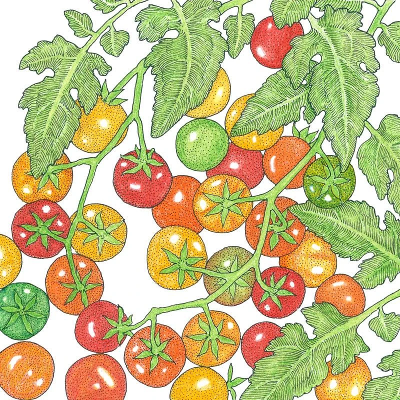 Organic Cherry Tomato, Bi-color (1 Oz) 1 Organic Cherry Tomato, Bi-color (1 Oz)